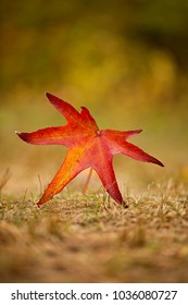 Single red leaf on the ground giving an illusion of a walking star on the ground. Nice beautiful in tones background.