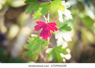 single red leaf on a tree among all the green ones, illuminated by sunlight.