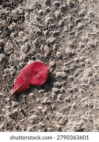 Single red leaf rests on rough, cracked concrete surface. Color contrasts starkly with gray, textured ground. Leaf appears fallen, slightly curled at edges. Sunlight highlights its vibrant hue