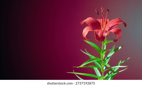 Single red lily stem with dramatic lighting, trumpetshaped bloom, visible stamen and glossy green leaves, editorial floral portrait vibe