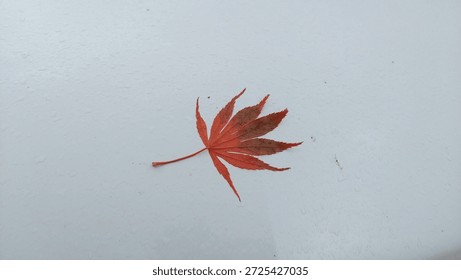 Single red maple leaf on white background, minimalist autumn composition with Japanese maple leaf showing detailed texture and veins, simple fall concept with isolated red leaf for seasonal design
