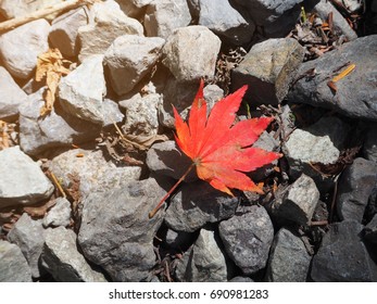 Single red maple leaf on rocks