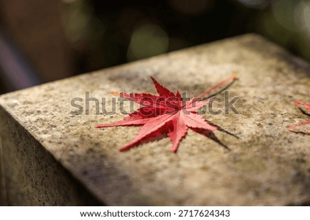 Single red maple leaf on stone in soft autumn light


