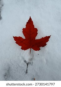 Single red maple leaf resting on fresh white snow, creating a strong contrast between autumn and winter. Minimalist nature scene with copy space and seasonal symbolism.