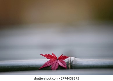 A single red maple leaf resting on a green bamboo stalk during the autumn season