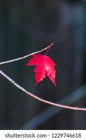 Single  Red Maple Leaf Sole Survivor