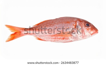 Single red mullet fish isolated on white. Fresh seafood, healthy eating.