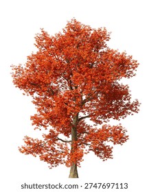 Single red oak tree isolated on white background. large and mature lush red leafy oak tree 3D render with transparent background PNG in sunny daylight with soft natural lighting. Full oak tree cutout isolated on white background with copy space. Photorealistic Green tree with leaves and trunk isolated on white background. plant with foliage isolated on clean solid plain backgrounds. isolate big tall trees with copy space for design backgrounds, architecture visualization, landscaping element or asset, landscape design projects, exterior renderings, urban planning presentations, environmental graphics, real estate marketing, garden planning concepts, 3D compositing, and nature themed backdrop layouts. Foreground plant with branches composition on clean, white backdrop. Front view, Side view of Quercus rubra commonly known as the red oak.