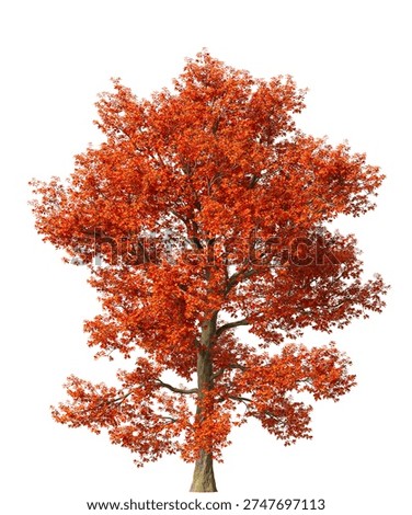 Single red oak tree isolated on white background. large and mature lush red leafy oak tree 3D render with transparent background PNG in sunny daylight with soft natural lighting. Full oak tree cutout isolated on white background with copy space. Photorealistic Green tree with leaves and trunk isolated on white background. plant with foliage isolated on clean solid plain backgrounds. isolate big tall trees with copy space for design backgrounds, architecture visualization, landscaping element or asset, landscape design projects, exterior renderings, urban planning presentations, environmental graphics, real estate marketing, garden planning concepts, 3D compositing, and nature themed backdrop layouts. Foreground plant with branches composition on clean, white backdrop. Front view, Side view of Quercus rubra commonly known as the red oak.