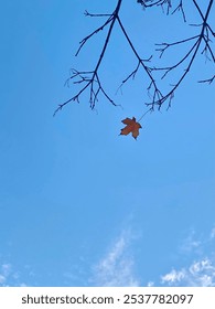 A single red orange leaf hangs onto a tree branch against a bright blue Autumn sky.
