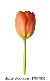 Single red -orange tulip isolated on white background