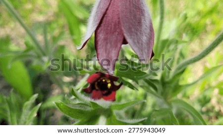 Single Red Pasque Flower Growing Wild in the Grassy Hillside