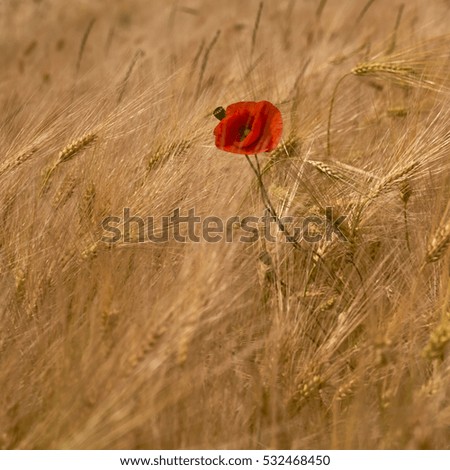 Similar – Image, Stock Photo small red Agriculture