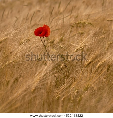 Similar – Image, Stock Photo small red Agriculture