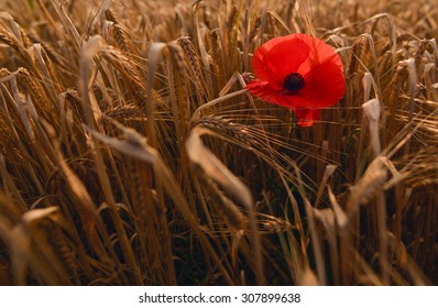 Single Red Poppy In A Barley Field, The Lone Soldier