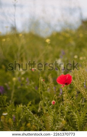 Similar – Image, Stock Photo Poppy day again Nature