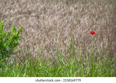 a single red poppy growing among tall grass