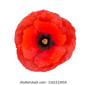 Single red  poppy isolated on white background.Top view