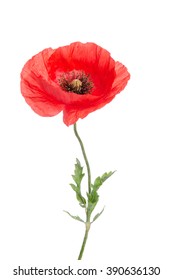 Single Red Poppy Isolated On White