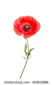 Single Red Poppy Isolated On White Stock Photo 420823888 | Shutterstock