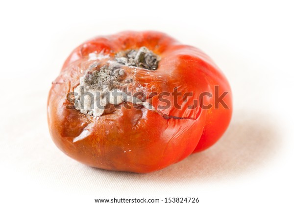 赤い熟した有毒なカビの生えたトマトの果実 古いリコパシコンの乾燥 悪いカビ 腐った野菜食品 誰もいない 水平方向 の写真素材 今すぐ編集