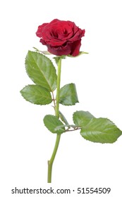 Single Red Rose Stock Photo 51554509 | Shutterstock