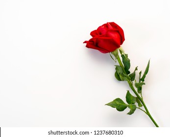 Single Red Rose Images Stock Photos Vectors Shutterstock