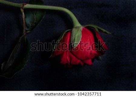 Single red rose with dark tones and already slightly wilted petals as symbol for death, romantic but tragic love or end of a relationship on black background