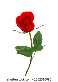 Single red rose flower isolated on white background 