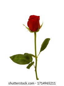 Single red rose flower isolated on white background 
