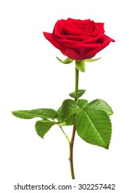 single red rose flower, isolated on white background