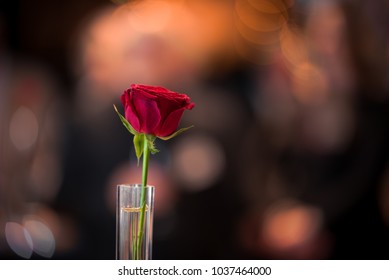 Single Red Rose Glass Against Dark Stock Photo 1037464000 | Shutterstock