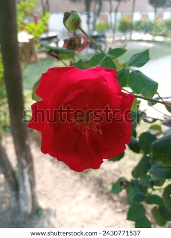 A Single Red Rose With Green Leaves In Group ,Red Rose,Single Rose,Love Rose