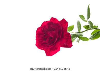 Single red rose isolated without shadows.