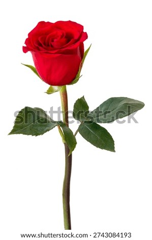 Single red rose with a long stem and deep green leaves photographed on a clean white background, conveying romance, passion and classic beauty for greeting card, wedding or gift design.