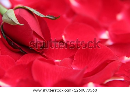 Single red rose on petals of rose background. Holiday background for valentine's day. 