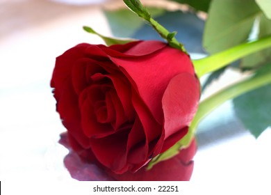 A single red rose on a silver tray.
