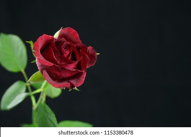 Single red rose to one side, Black background. Steam and leafs out of focus in background.