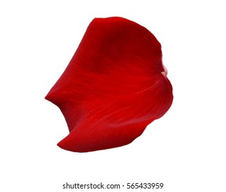 Red Rose Petal Stock Photo 572990734 | Shutterstock