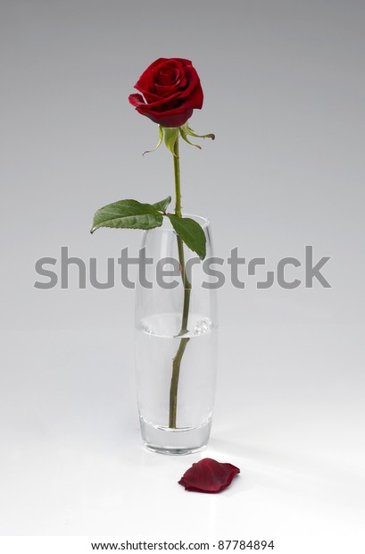 Single Red Rose Stems Glass Vase Stock Photo Edit Now 87784894