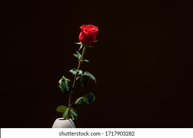 A single red rose in a vase, isolated against a black background gift