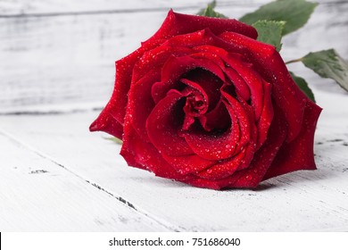 Red Rose With Water Drops Images Stock Photos Vectors Shutterstock