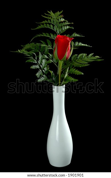 Single Red Rose White Vase Isolated Stock Photo Edit Now 1901901