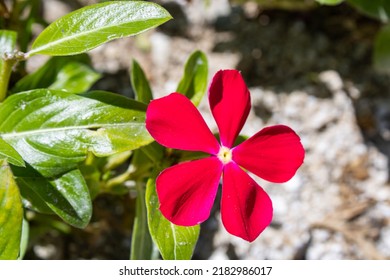 A Single Red Rosy Periwinkle Is In Bloom