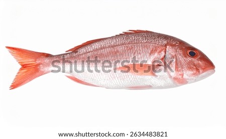 Single red snapper fish isolated on white. Fresh seafood, healthy eating.