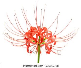 Red Spider Lily Images Stock Photos Vectors Shutterstock