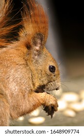 Single Red Squirrel Latin Sciurus Vulgaris Stock Photo 1648909774