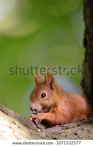 Similar – Image, Stock Photo Eating squirrel in a tree