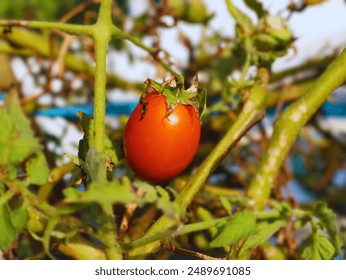 Single red tomato surrounded by leaves and branches