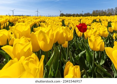 single red tulip in a field of yellow tulips in Flevoland, Netherlands